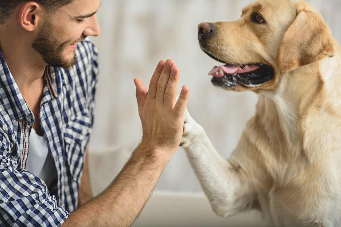 Pup high five