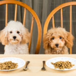 nutrition health benefits combination diet dogs