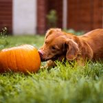 nutrition health benefits pumpkin dogs